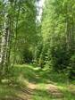 Лесными дорогами (Ферязкино-Ульяново)