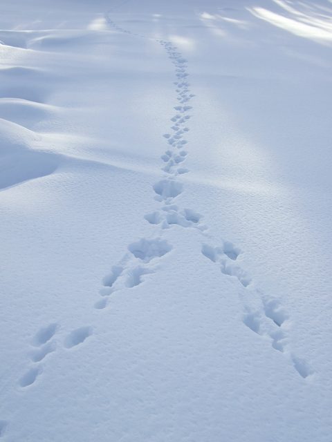След зайца на снегу 5. Следы зайца на снегу. Заячьи следы. Следы зайца. Запутанные следы зайца на снегу.