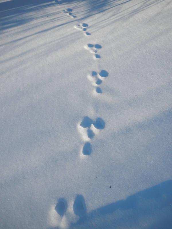 Лисьи следы прилагательное. Заячьи следы. Заячьи следы на снегу. Следы зайца запутанные. Направление следа зайца.